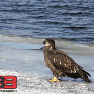 Juvenile 6