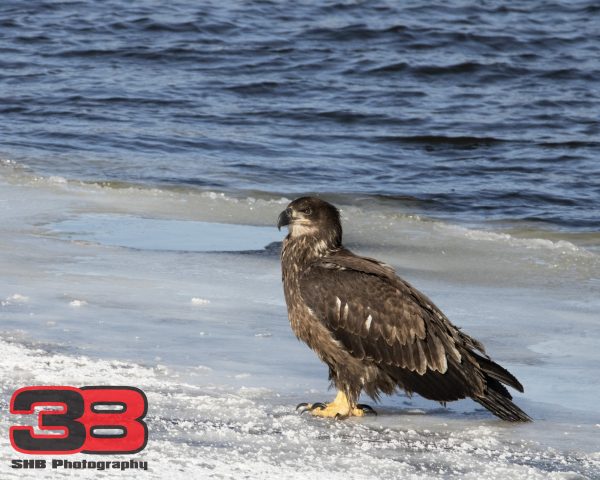 Juvenile 6