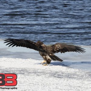 Juvenile 7