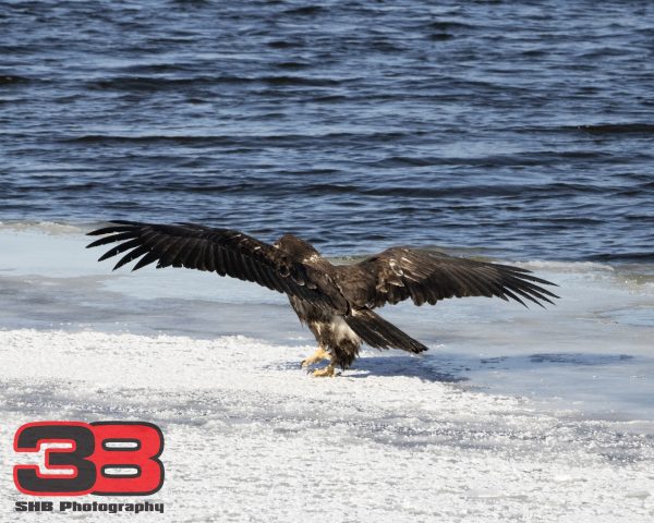 Juvenile 7
