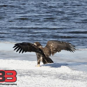 Juvenile 8