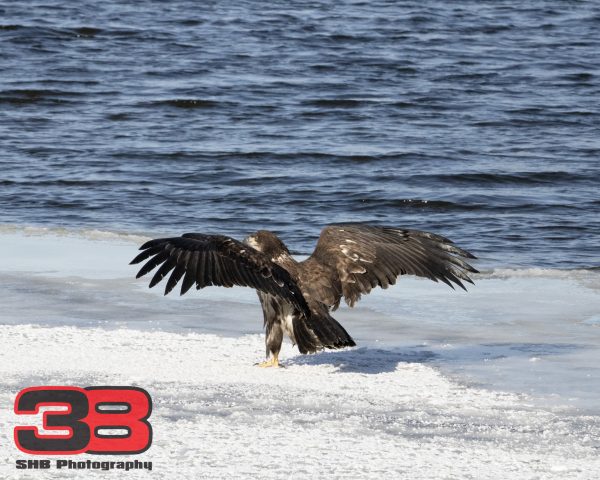Juvenile 8