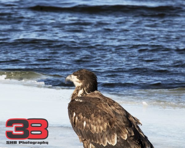 Juvenile 9